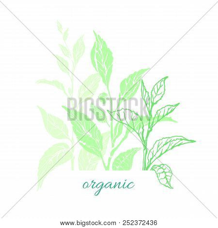 Vector Nature Card Of Tea Tree, Bush, Leaves, Flower. Organic Medicina Drink, Aroma Beverage, Vegan 