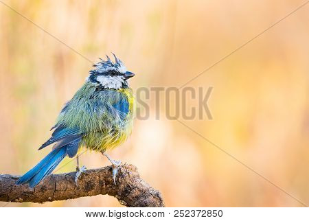 Yong Eurasian Blue Tit (cyanistes Caeruleus) On Branch With Copy Space For Text