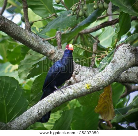 Violetti Turaco