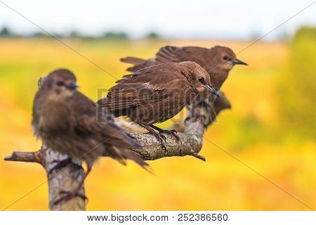 Three Starlings Sitting On A Branch With Patterns