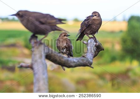 Dark Birds Sit On The Branches With Patterns
