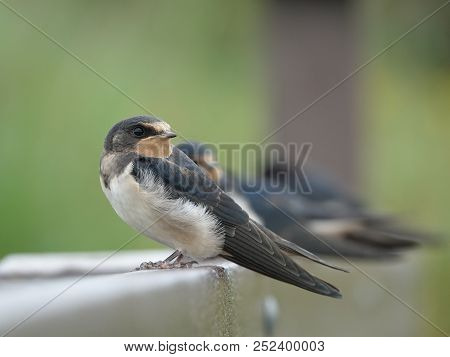 Young Swallows (hirundo Rustica) Perched Allong Fence Rail