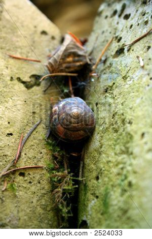 Snigel