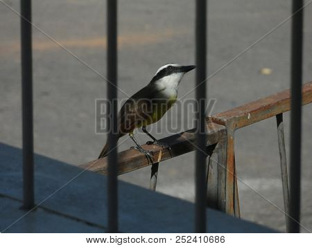 Bird Bem-te-vi, Color And Song Beautiful And Rare.much Common In Minas Gerais