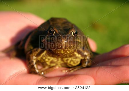 Frog i hånd