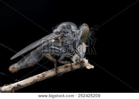 Super Macro Robber Fly With Prey Perching On Tree Branch