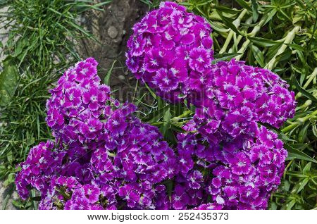 Sweet William Or Dianthus Barbatus Flower Is A Flowering Plant In The Garden, District Drujba, Sofia