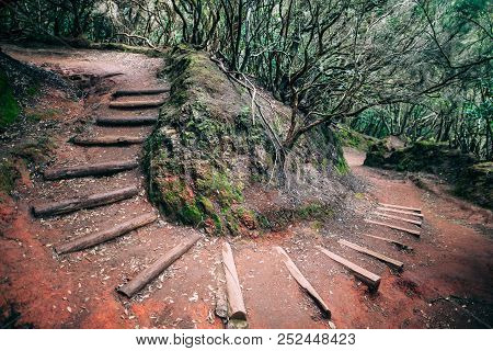 Road In Jurassic Laurel Forest, Cruz Del Carmen, Spain. Tourist Route On Island Among Ancient Vegeta