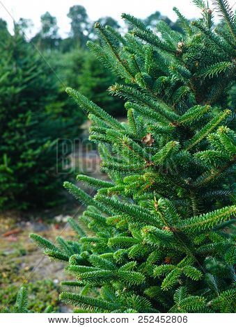 Plantatnion Of Young Green Fir Christmas Trees, Nordmann Fir And Another Fir Plants Cultivation, Rea