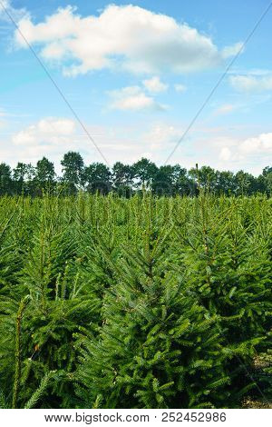 Plantatnion Of Young Green Fir Christmas Trees, Nordmann Fir And Another Fir Plants Cultivation, Rea