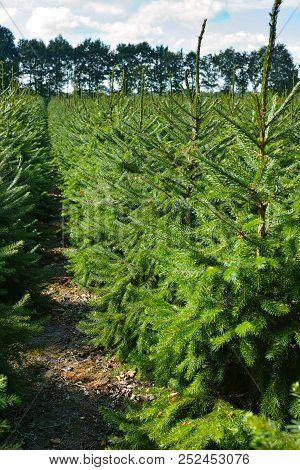 Plantatnion Of Young Green Fir Christmas Trees, Nordmann Fir And Another Fir Plants Cultivation, Rea
