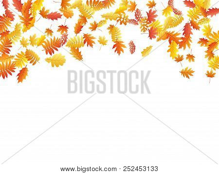 Oak, Maple, Wild Ash Rowan Leaves Vector, Autumn Foliage On White Background. Red Orange Yellow Wild