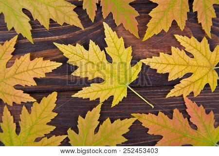 Yellow Fallen Maple Leaf Lies On A Notepad