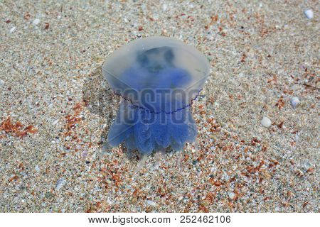 Blue Jellyfish In The Sea On The Beach