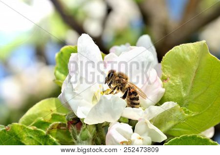Pollinating Bee On A Spring Flower - Macro