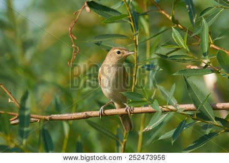 Blyth's Reed Warbler Sits On A Branch Near The Nest In A Natural Environment.