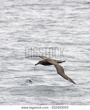 A Vertical Of A Black-footed Albatross, Phoebastria Nigripes In Flight
