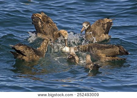 A Group Of Black-footed Albatross, Phoebastria Nigripes