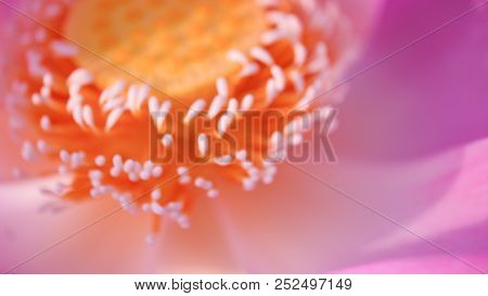 Fresh Pink Lotus Flower. Royalty High-quality Free Stock Image Of A Beautiful Pink Lotus Flower. The