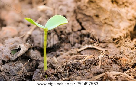 Agriculture And Seedling Tree Concept With Macro Photo Of Seedling Tree. Royalty High Quality Free S