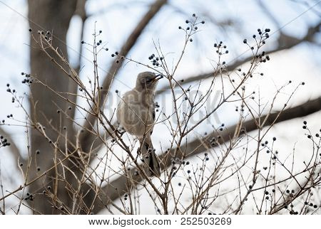Northern Mockingbird Picking Berries From Trees During Winter