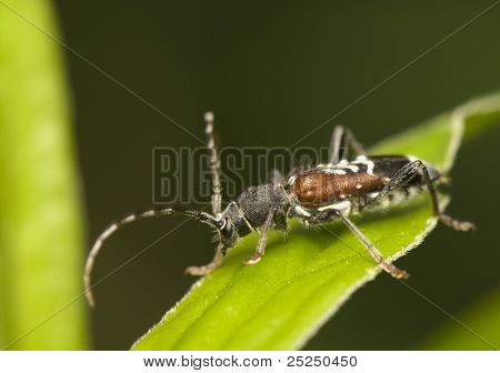 Anaglyptus Mysticus