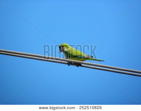 A Monk Parakeet (myiopsitta Monachus) Or Quaker Parrot, On A Wire In The Blue Sky