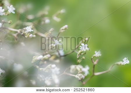 Floral Natural Background In Soft Focus, Summer Mood