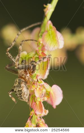 Larinioides Sclopetarius - ชาย