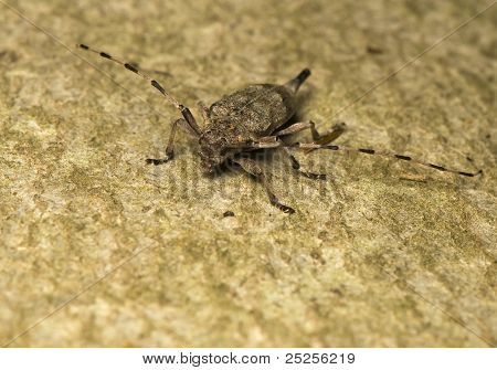 Aedilis iglastych