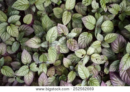 Fresh Green Hemigraphis Alternata Plant In Nature Garden