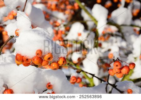 Snow Laden Crab Apple Fruit And Branches, England, Uk, Western Europe.