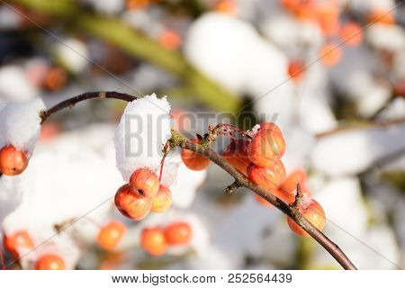 Snow Laden Crab Apple Fruit And Branches, England, Uk, Western Europe.