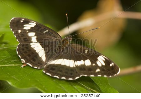 Limenitis 카밀라