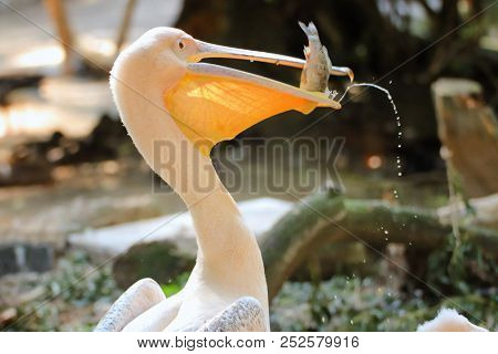 White Pelican Caught Fish (pelecanidae). Photo Of A White Pelican In Feeding.