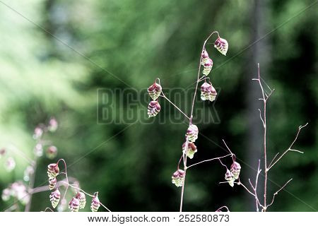 Common Quaking Grass (briza Media)