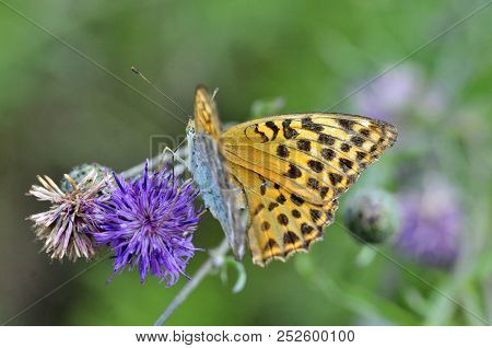 The Silver-washed Fritillary (argynnis Paphia) Butterfly. Centaurea Scabiosa Or Greater Knapweed Is 