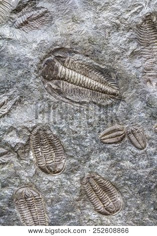 Full Frame Background Showing Lots Of Trilobite Fossils