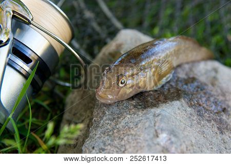 Close Up View Of Freshwater Bullhead Fish Or Round Goby Fish Just Taken From The Water On Gray Stone