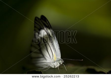 Macro de papillon