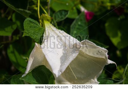 Devil's Trumpet, Datura Metel, In The Garden, Close Up.