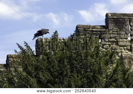 Young Andean Condor (vultur Gryphus) On The Castle Wall