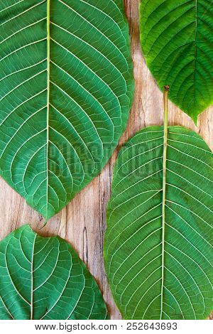 Fresh Kratom Leaves On Wooden Table From Above.