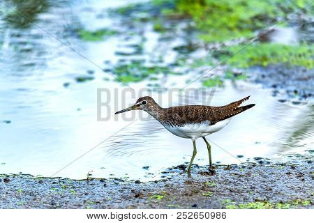 Green Sandpiper Or Tringa Ochropus Walks On Lake