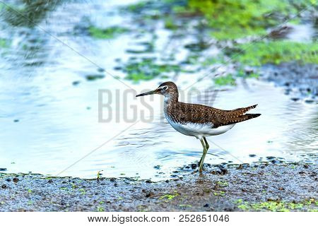Green Sandpiper Or Tringa Ochropus Walks On Lake