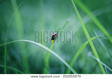 Firefly on grass at dusk, shallow focus macro image
