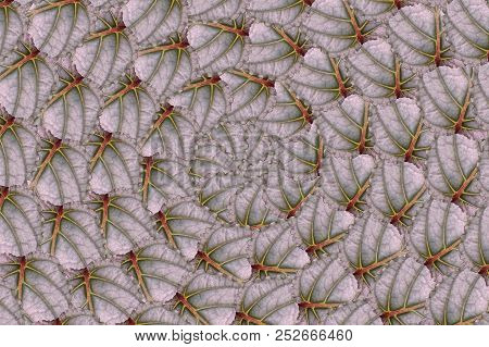 Close Up Hemigraphis Alternata Leaves Pattern Background