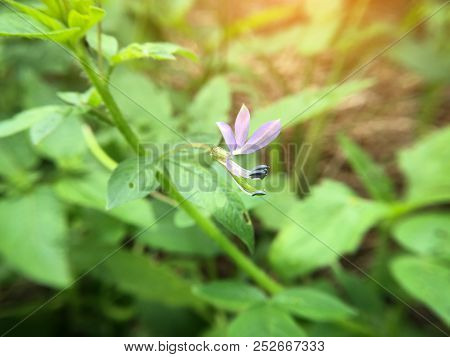Close Up Cleome Viscosa Flower In Nature Garden