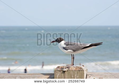 게시물에 shorebird