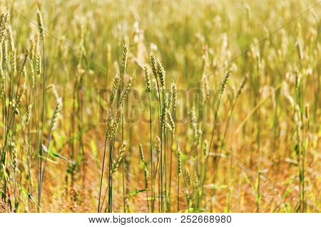 Background Of Ripe Wheat Spikes. A Rich Harvest Of Golden Wheat. Selective Focus. Farming With Wheat